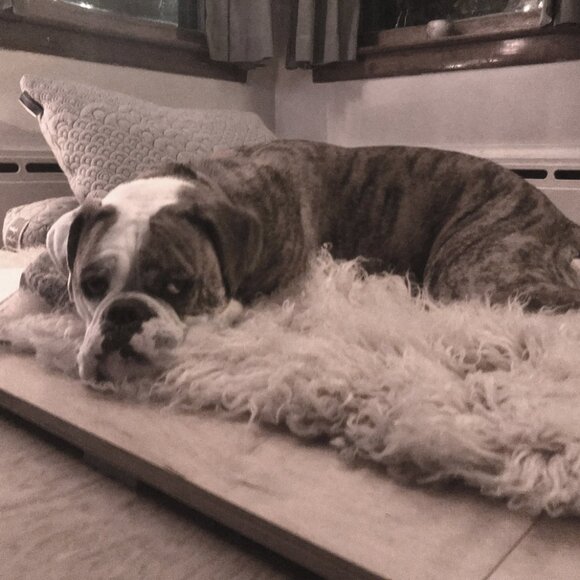 ORGANIC GREEK FLOKATI WOOL PET BEDS-44" X 48" 100% NATURAL WOOL-PETS LOVE THEM - Picture 2 of 8